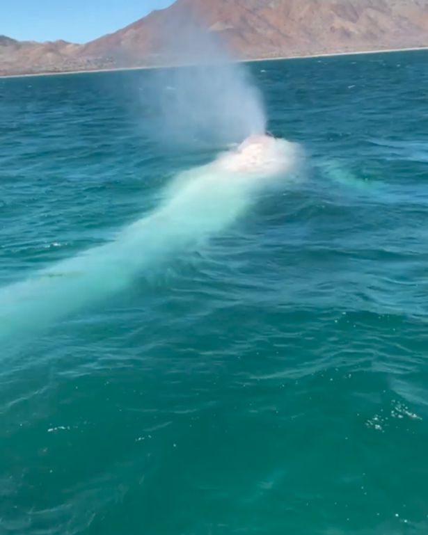 ¡Un real Moby Dick! Una rara ballena albina es avistada en la costa de México