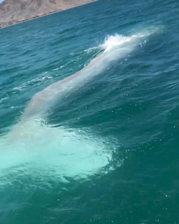¡Un real Moby Dick! Una rara ballena albina es avistada en la costa de México