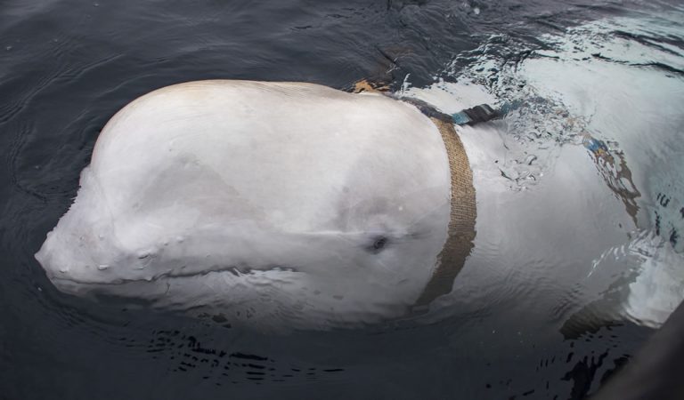 Ballena hallada con arnés podría ser un experimento ruso perdido hace mucho tiempo Ballena hallada con arnés podría ser un experimento ruso perdido hace mucho tiempo