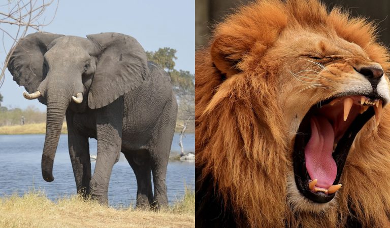 Cazador furtivo de rinocerontes fue asesinado por un elefante y luego comido por leones en Sudáfrica Cazador furtivo de rinocerontes fue asesinado por un elefante y luego comido por leones en Sudáfrica