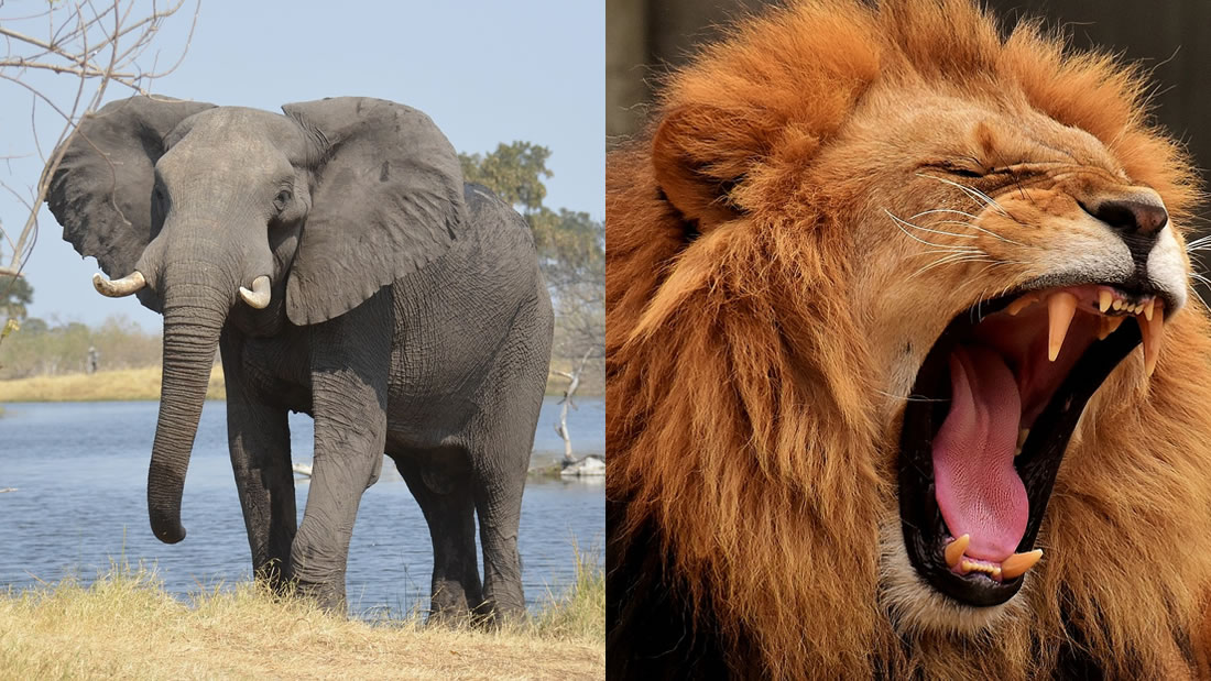 Cazador furtivo de rinocerontes fue asesinado por un elefante y luego comido por leones en Sudáfrica