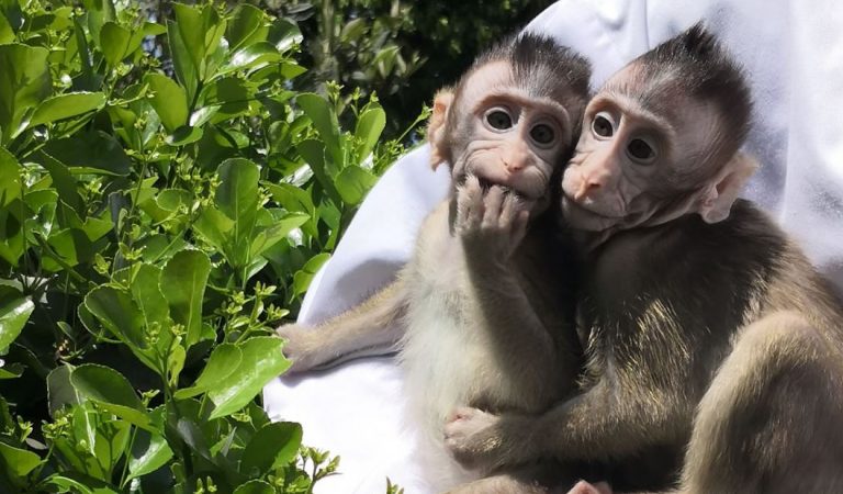 Crean monos transgénicos con genes de cerebro humano Crean monos transgénicos con genes de cerebro humano