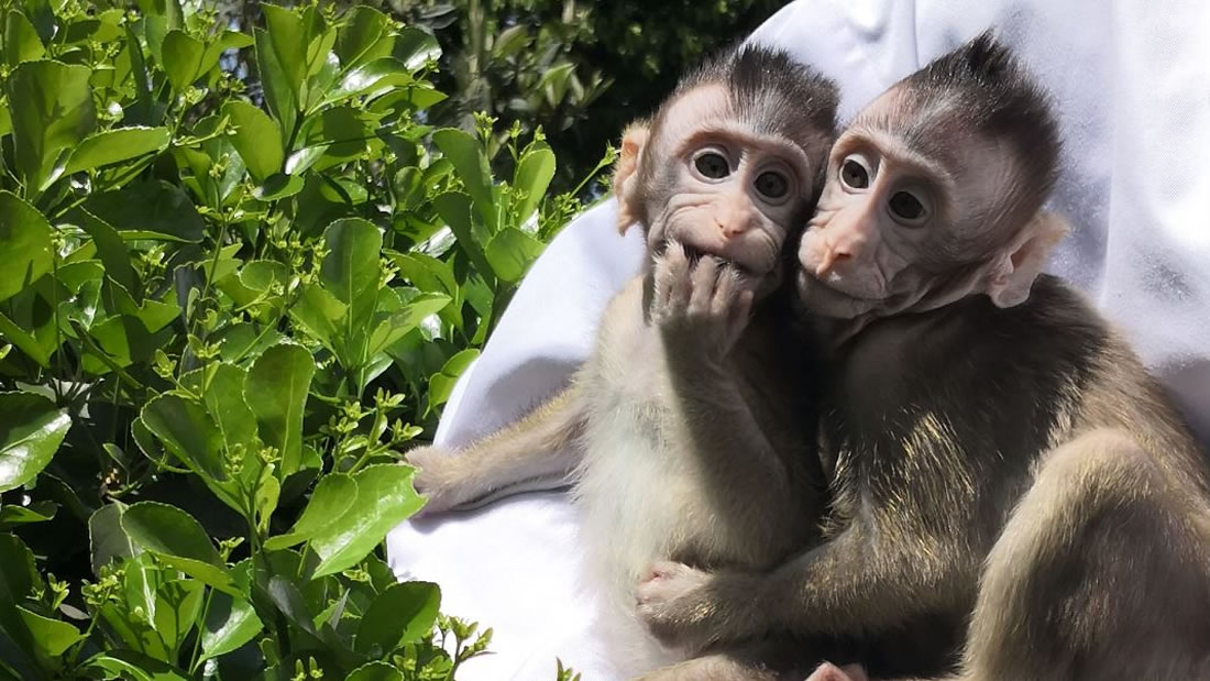 Crean monos transgénicos con genes de cerebro humano