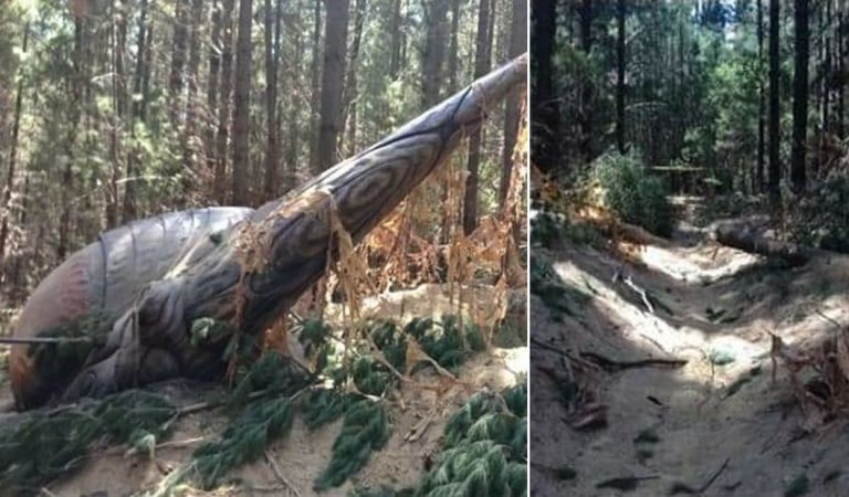 Difunden fotografías de un presunto OVNI caído en Australia Difunden fotografías de un presunto OVNI caído en Australia