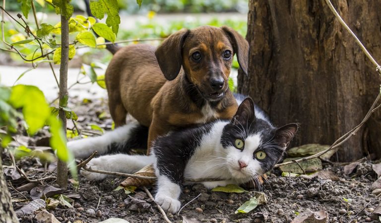 Este es el primer banco de sangre para perros y gatos de México (Vídeo) Este es el primer banco de sangre para perros y gatos de México (Vídeo)