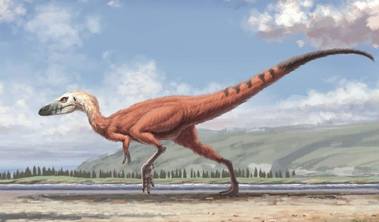 Hallan piel de dinosaurio fosilizada y perfectamente conservada en Corea Hallan piel de dinosaurio fosilizada y perfectamente conservada en Corea