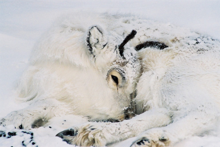 Los renos de Svalbard están perfectamente adaptados al clima áspero del lugar. Una nueva investigación muestra que también parecen ser capaces de hacer frente al cambio climático extremo, en parte porque los animales más vulnerables, como este ternero, morirán durante los eventos extremos, dejando solo a los animales más fuertes para sobrevivir