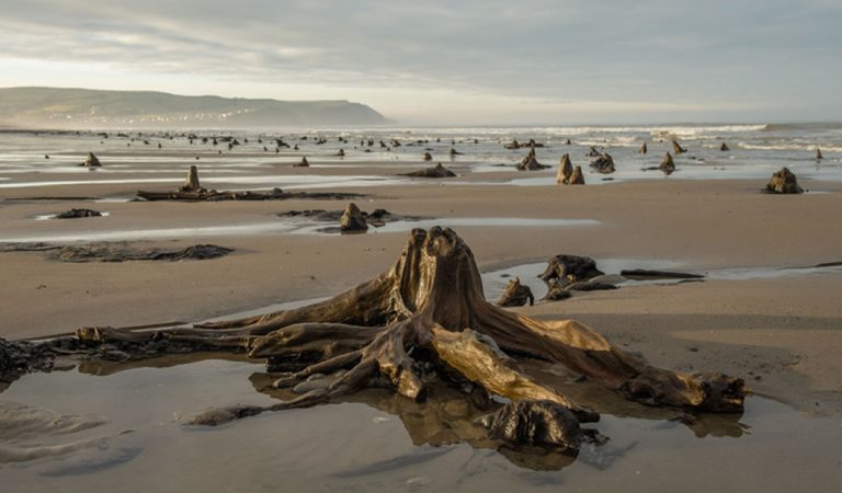 Bosque prehistórico de hace 4.500 años reaparece luego de una tormenta Bosque prehistórico de hace 4.500 años reaparece luego de una tormenta
