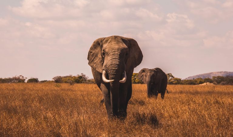 Botswana anula la prohibición de cazar elefantes Botswana anula la prohibición de cazar elefantes