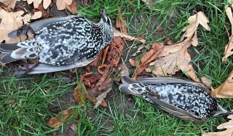 Centenares de pájaros murieron durante prueba de una antena 5G en Países Bajos Centenares de pájaros murieron durante prueba de una antena 5G en Países Bajos