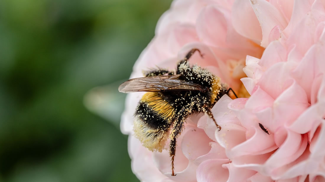 Colombia: Anulan fallo que ordenaba proteger la vida de las abejas