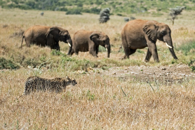 Botswana anula la prohibición de cazar elefantes