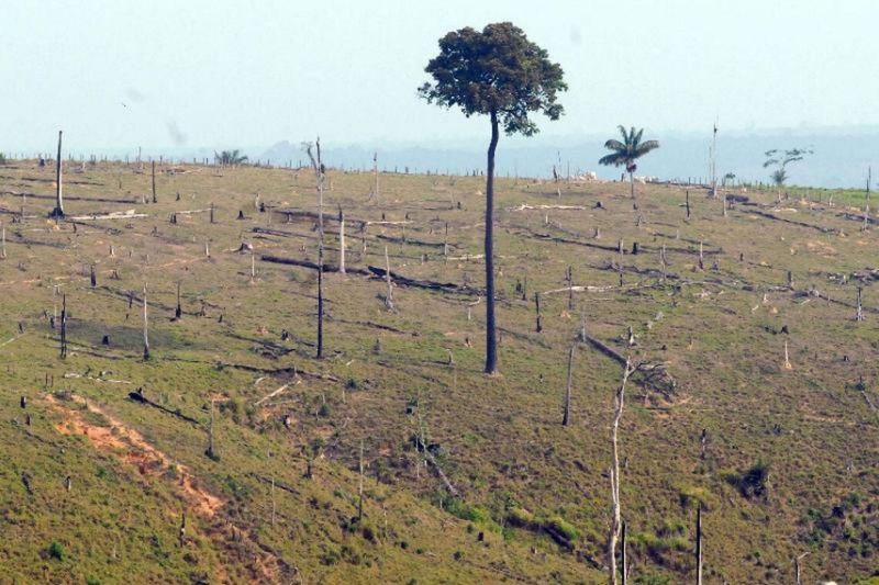 «Era Bolsonaro» está generando la deforestación de 19 hectáreas por hora en la Amazonía