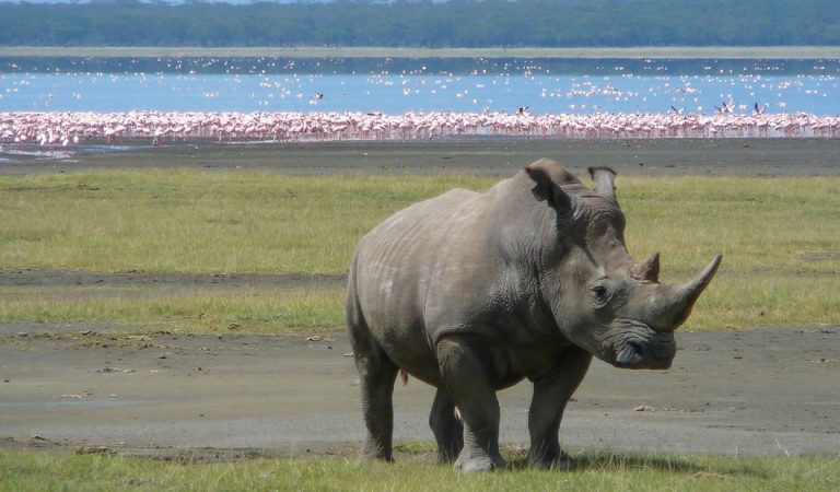 El lago Nakuru de Kenia ha muerto, afirma Ministro de Turismo El lago Nakuru de Kenia ha muerto, afirma Ministro de Turismo