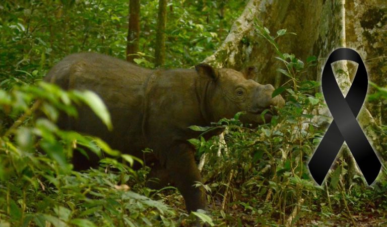 Es oficial: el último rinoceronte macho de Sumatra ha muerto Es oficial: el último rinoceronte macho de Sumatra ha muerto