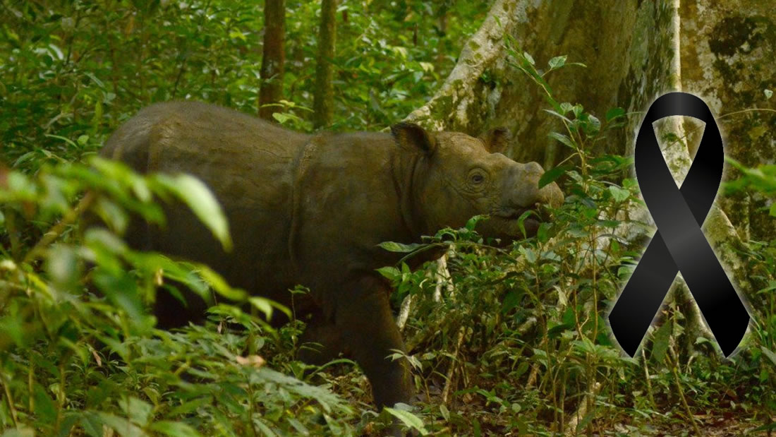 Es oficial: el último rinoceronte macho de Sumatra ha muerto