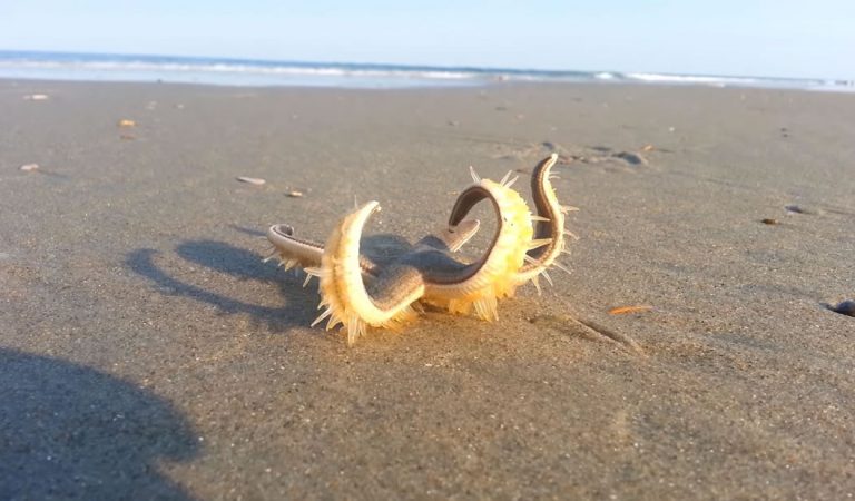 Este vídeo de una estrella de mar que «camina» es hermoso y perturbador al mismo tiempo Este vídeo de una estrella de mar que «camina» es hermoso y perturbador al mismo tiempo