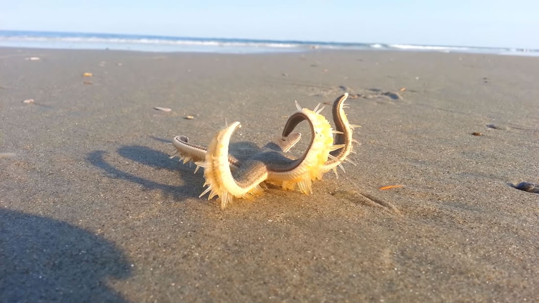Este vídeo de una estrella de mar que «camina» es hermoso y perturbador al mismo tiempo