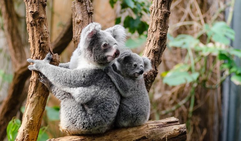Expertos anuncian que los koalas están «funcionalmente extintos» Expertos anuncian que los koalas están «funcionalmente extintos»