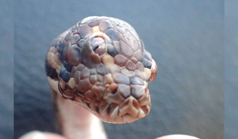 Hallan una serpiente con tres ojos en Australia Hallan una serpiente con tres ojos en Australia