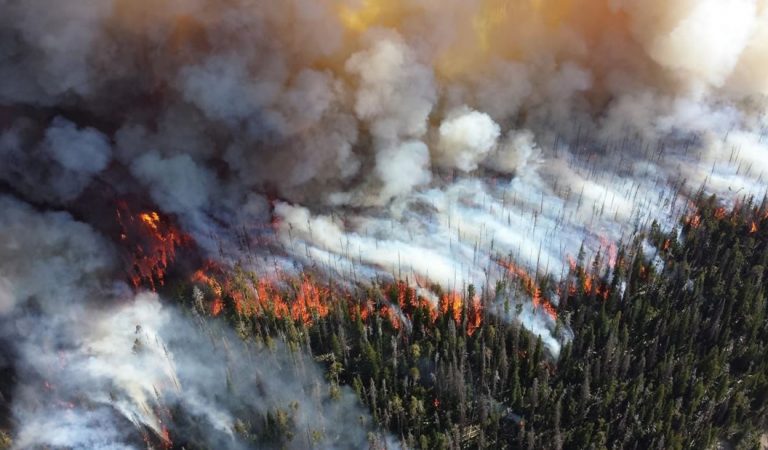 Incendio forestal destruye más de 4.000 hectáreas en México y mata a animales en peligro de extinción Incendio forestal destruye más de 4.000 hectáreas en México y mata a animales en peligro de extinción