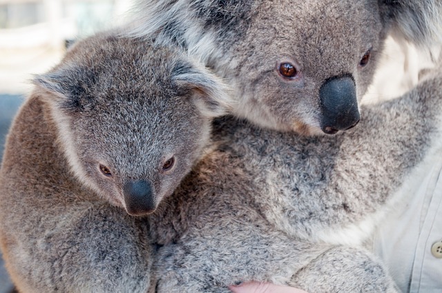 Expertos anuncian que los koalas están «funcionalmente extintos»
