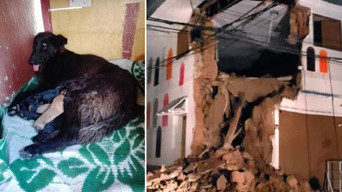 Lazzie, la perrita que salvó a sus amos en el terremoto de Perú y murió por salvar a sus cachorros