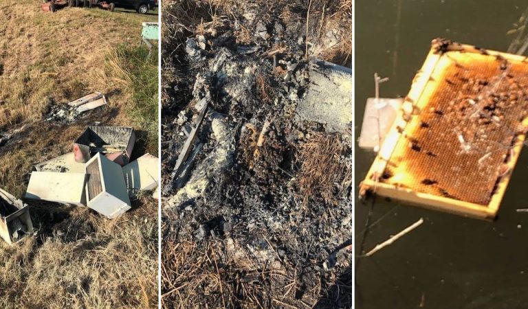 Vándalos matan a medio millón de abejas en Texas, EE.UU. Vándalos matan a medio millón de abejas en Texas, EE.UU.