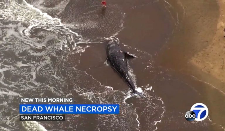 Nueve ballenas han sido halladas muertas hasta ahora en la Bahía de San Francisco Nueve ballenas han sido halladas muertas hasta ahora en la Bahía de San Francisco