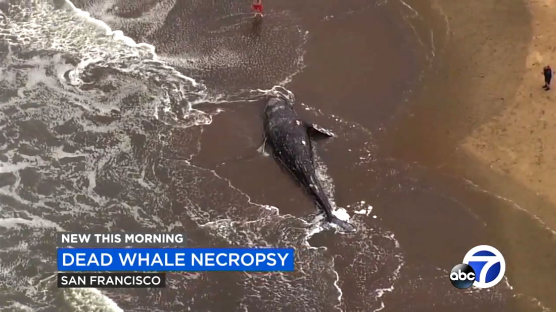Nueve ballenas han sido halladas muertas hasta ahora en la Bahía de San Francisco