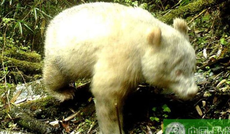 Observan por primera vez un raro panda albino en China Observan por primera vez un raro panda albino en China