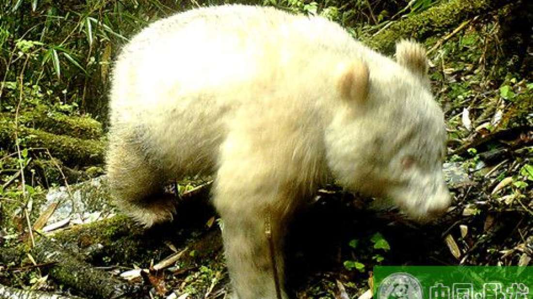 Observan por primera vez un raro panda albino en China