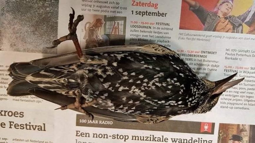 Centenares de pájaros murieron durante prueba de una antena 5G en Países Bajos