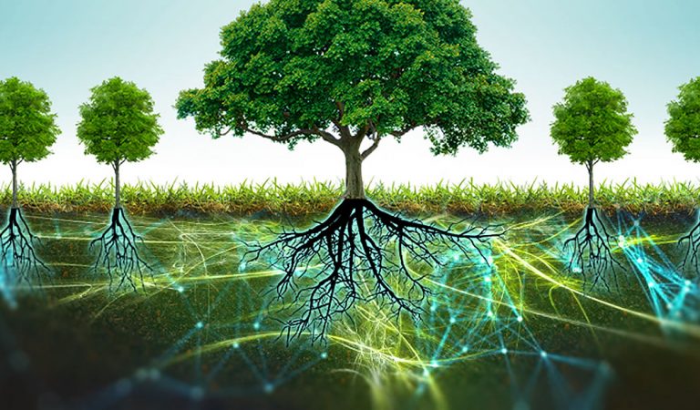 Revelan una gran red subterránea que conecta a los árboles, la «Wood Wide Web» Revelan una gran red subterránea que conecta a los árboles, la «Wood Wide Web»