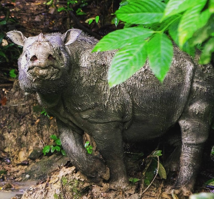 Es oficial: el último rinoceronte macho de Sumatra ha muerto