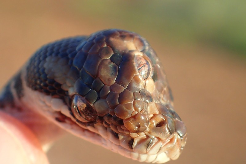 El tercer ojo de la inusual serpiente se muestra en la parte superior, en una protuberancia en su cráneo