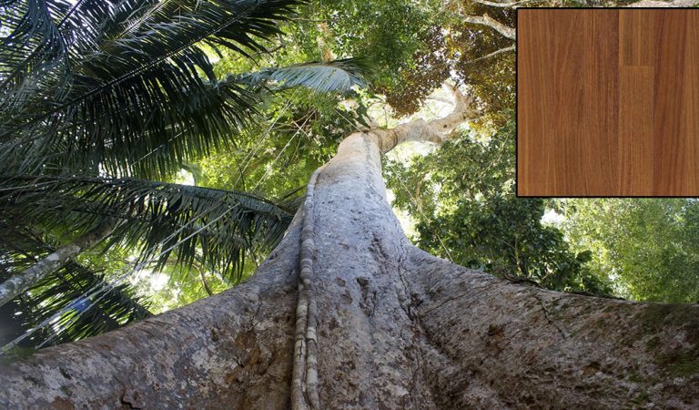 Talan árboles de 500 años en la Amazonía para fabricar pisos lujosos Talan árboles de 500 años en la Amazonía para fabricar pisos lujosos