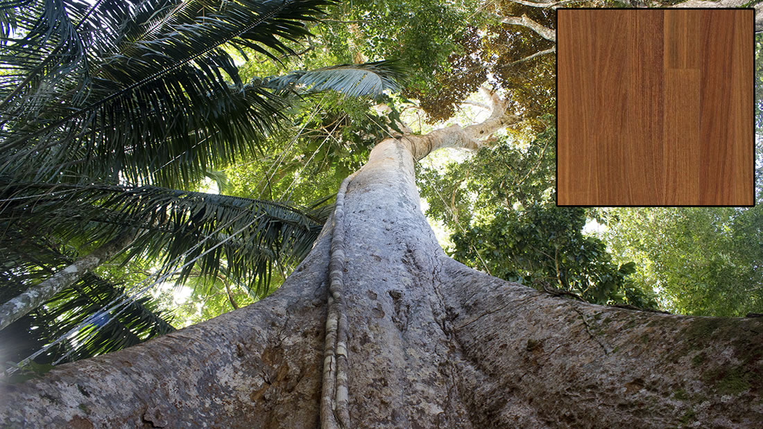 Talan árboles de 500 años en la Amazonía para fabricar pisos lujosos