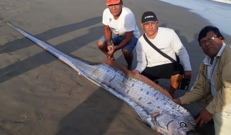 Tres días antes del terremoto un pez remo apareció en la costa norte de Perú Tres días antes del terremoto un pez remo apareció en la costa norte de Perú