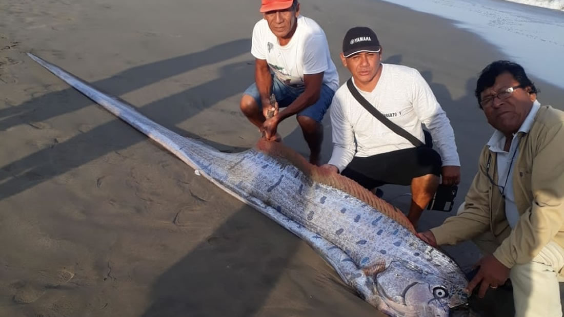 Tres días antes del terremoto un pez remo apareció en la costa norte de Perú