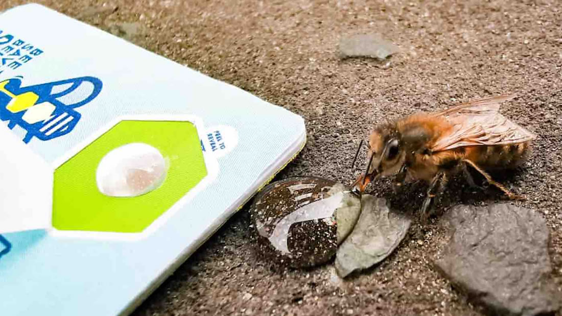 Ahora puedes usar unas tarjetas de bolsillo para salvar abejas hambrientas