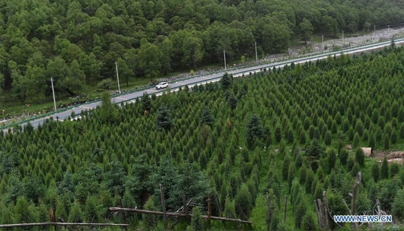 China construye una carretera en el bosque sin cortar un árbol