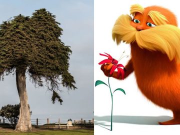 El árbol que podría haber inspirado al Dr. Seuss' «El Lorax» ha caído sin explicación