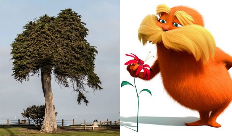 El árbol que podría haber inspirado al Dr. Seuss’ «El Lorax» ha caído sin explicación El árbol que podría haber inspirado al Dr. Seuss’ «El Lorax» ha caído sin explicación
