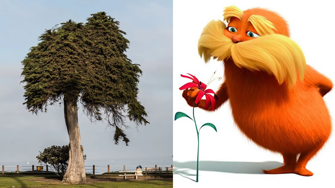 El árbol que podría haber inspirado al Dr. Seuss’ «El Lorax» ha caído sin explicación
