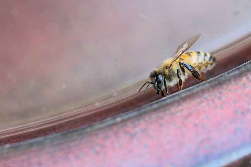 Las abejas poseen un metabolismo muy acelerado por lo que pueden morir de hambre si no encuentra néctar