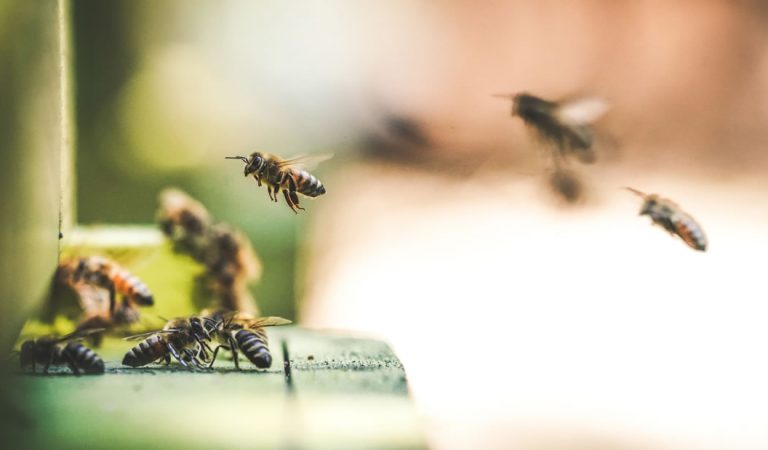 Hallan un nido de abeja hecho completamente de basura plástica en Argentina Hallan un nido de abeja hecho completamente de basura plástica en Argentina