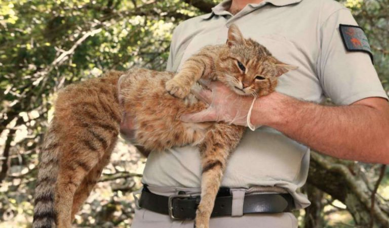 Hallan una nueva especie de gato-zorro en Córcega que se pensó como un mito durante mucho tiempo Hallan una nueva especie de gato-zorro en Córcega que se pensó como un mito durante mucho tiempo
