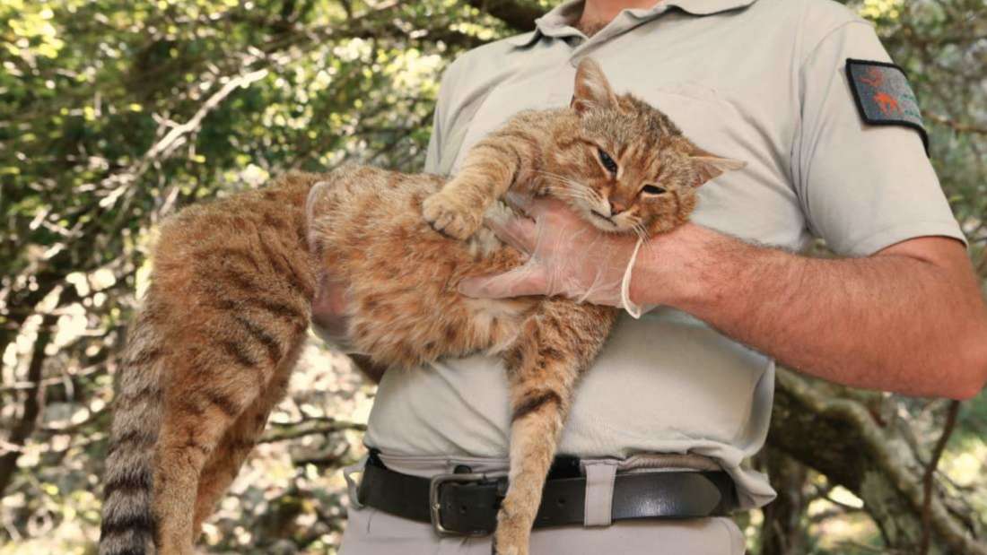 Hallan una nueva especie de gato-zorro en Córcega que se pensó como un mito durante mucho tiempo