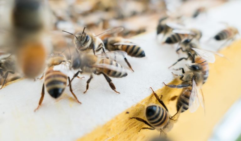 Las abejas tienen la capacidad humana de vincular símbolos con números Las abejas tienen la capacidad humana de vincular símbolos con números